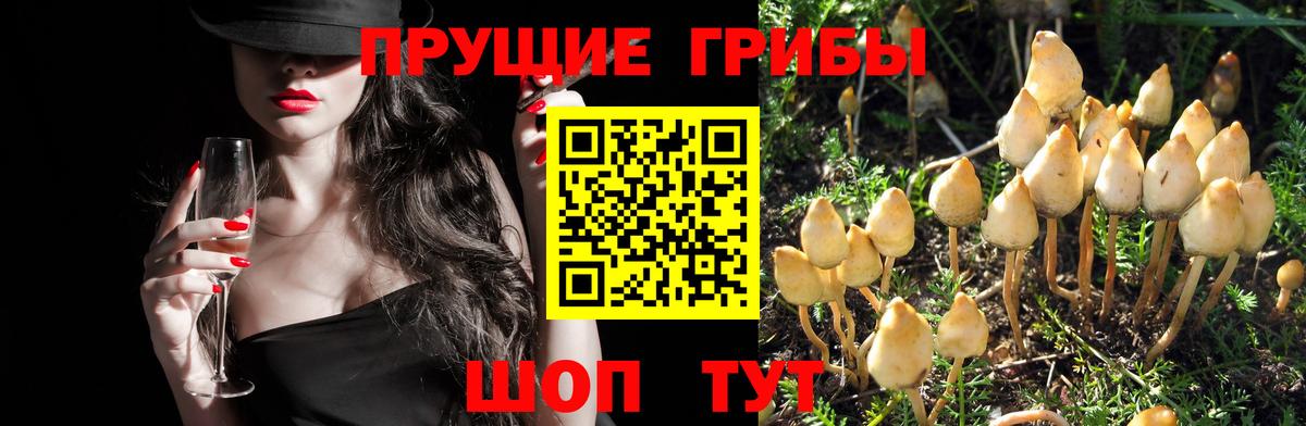 Псилоцибиновые грибы Psilocybine cubensis  где купить наркотик  Новоалександровск  Вход с VPN 