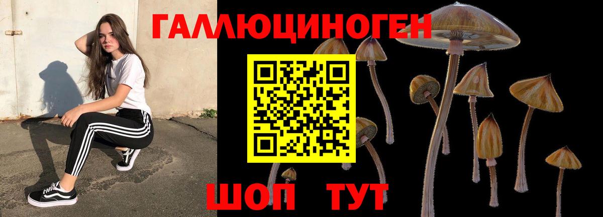 Галлюциногенные грибы Psilocybe Новоалександровск